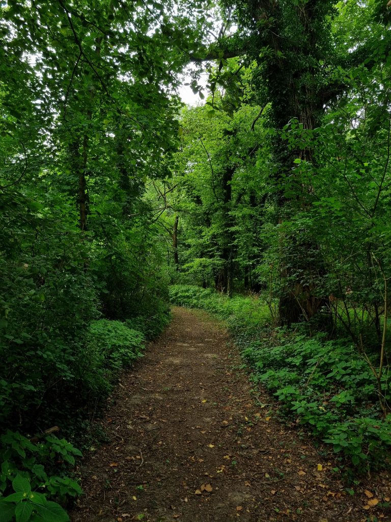 Blick auf einen der vielen verwunschenen Wege durch den Schlosspark, umrahmt vom alten Baumbestand.