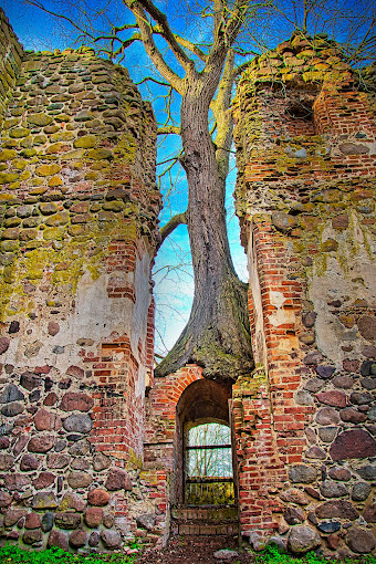 Ulme auf Ruinen von Schloss Putzar. Scheinbar ohne Bodenkontakt, reichen die Wurzeln über das hintere Mauerwerk zur Erde.